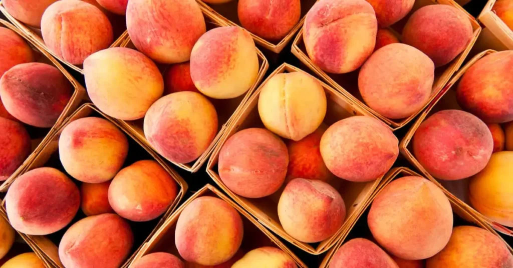 Selecting Peach fruits