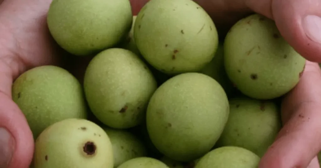 Green Marula fruit