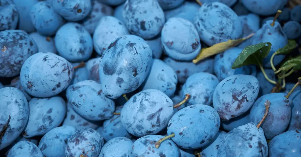 Blue Damson Fruit