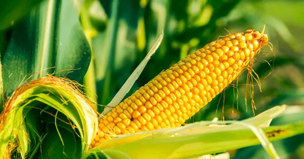 Maize ( Corn)