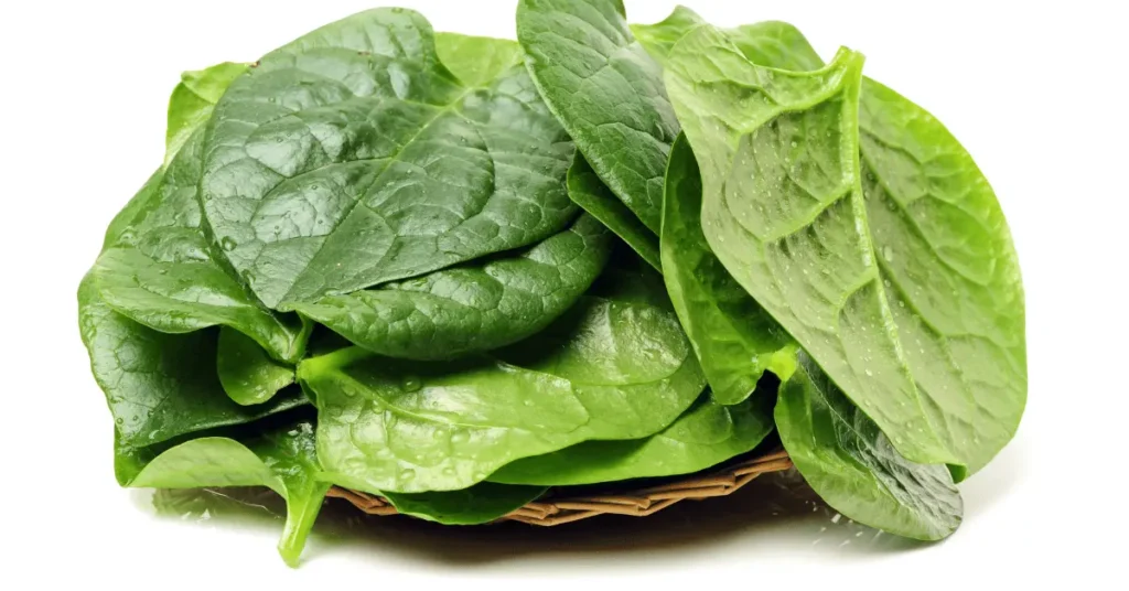 Malabar Spinach ( heart-shaped leaves)