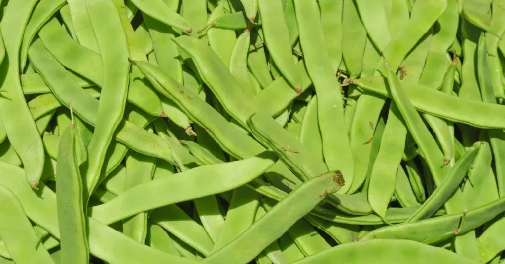 Mangetout (Peas)