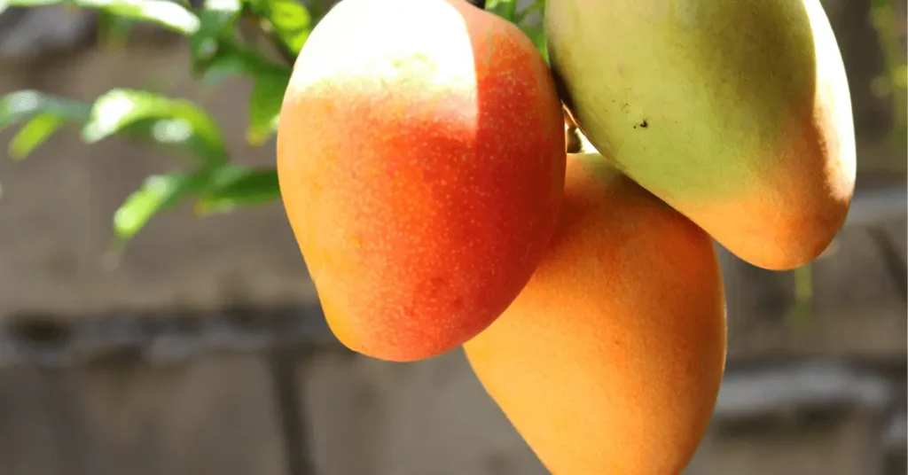 Orange Mangoes