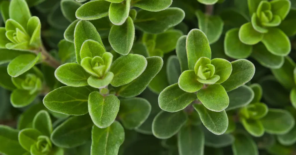 Bright green Marjoram