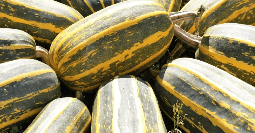 Marrow ( gourd family)