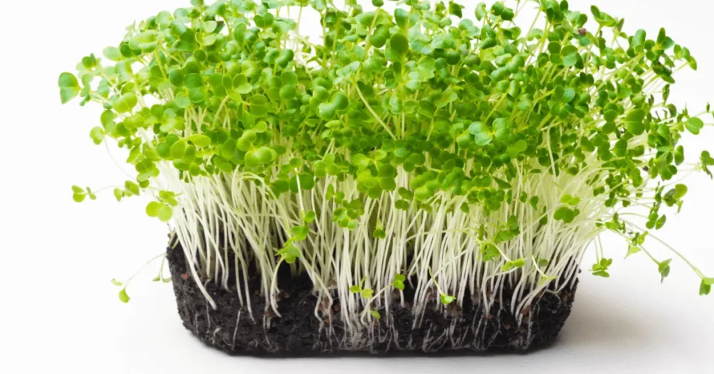 Grow Microgreens
