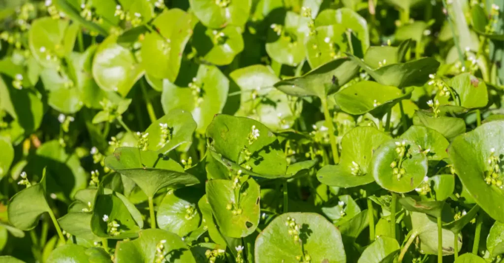 Miner's Lettuce ( Claytonia perfoliata)