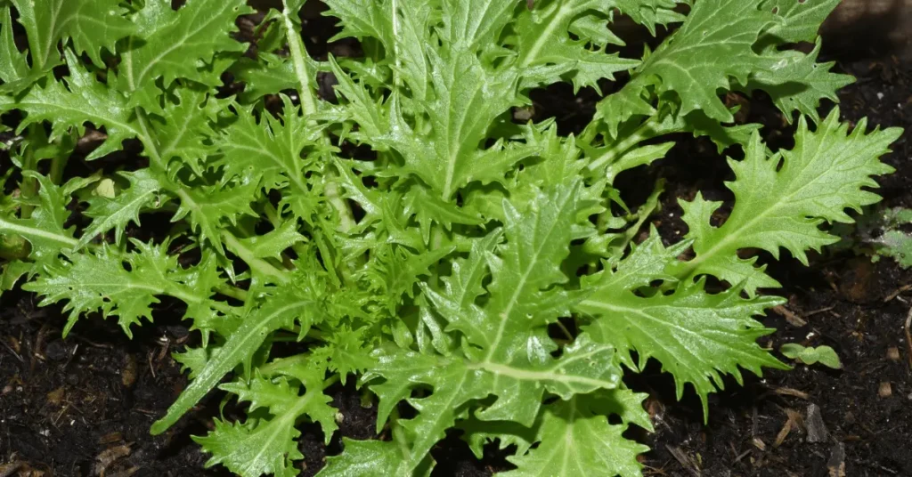 Mizuna ( Japanese leafy green)