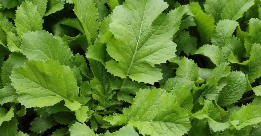 Mustard green ( best for winter)