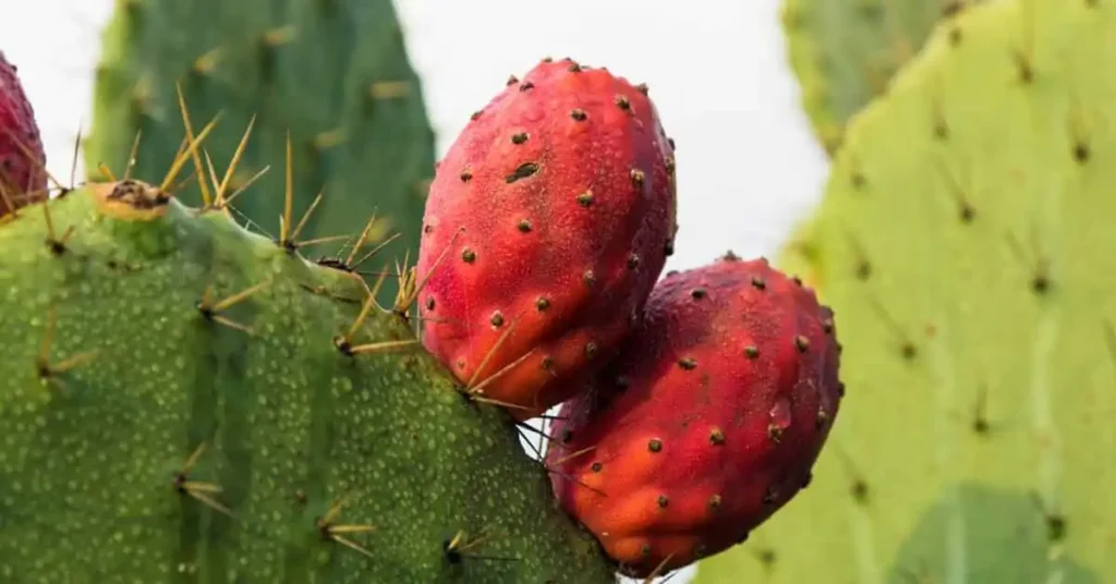 Oval prickly pear