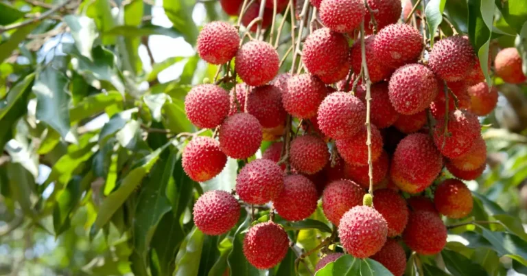 17 Fruits That Start With L