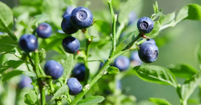 15 Ways to Use Bilberries in Your Cooking