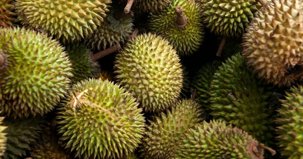 Durian or Spike Fruit