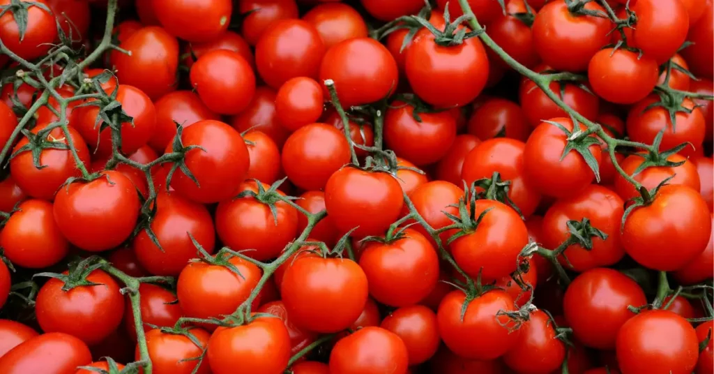Frangoline Tomatoes