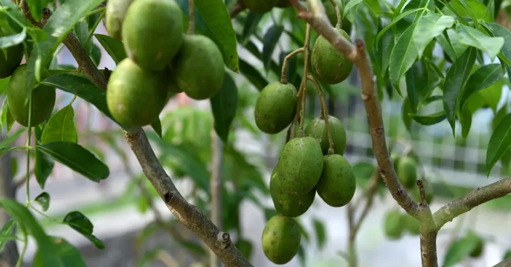 Grow Ambarella Fruit Tree at Home
