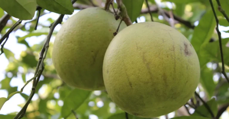 What Pests Affect Green Round Fruit Trees?