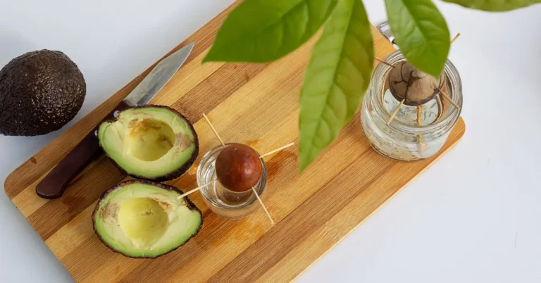 How to Grow Avocado Trees at Home