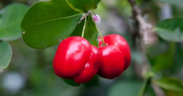 Growing Barbados Cherry: A Step-by-Step Guide