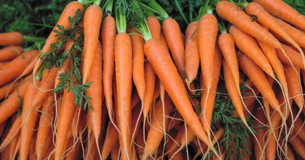 Ivory Carrot