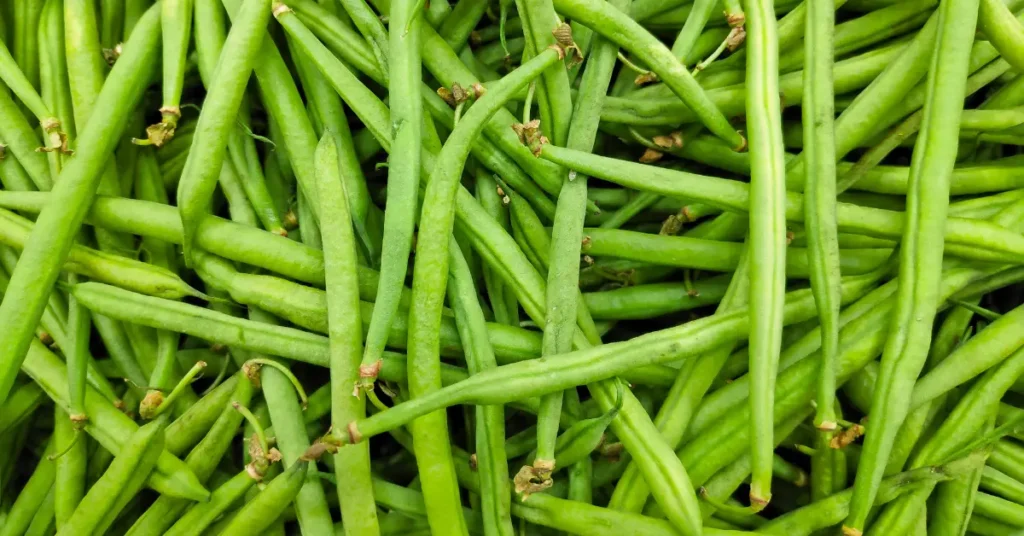 Preserve Green Beans